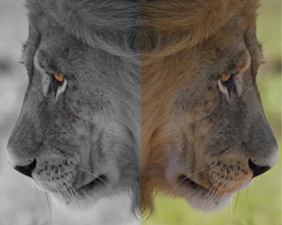 lion-edit-phone-photography