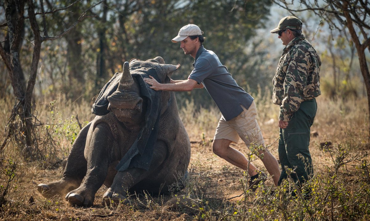 moving a rhino during a rhino dehorning expedition