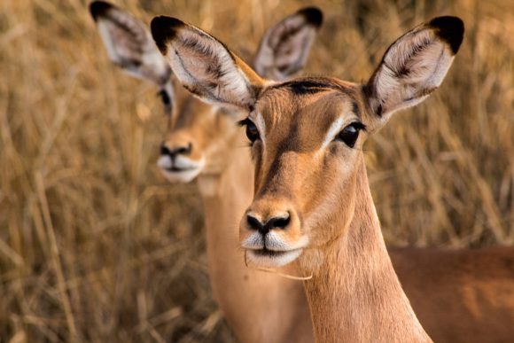 Impalas no deserto africano.