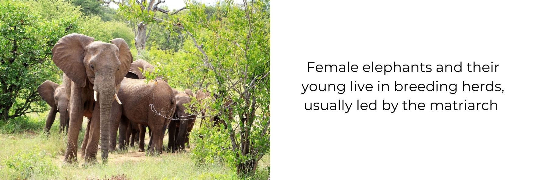 Fun fact about elephants