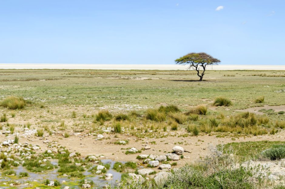 Regenzeit in Namibia: Der Etosha Nationalpark nach Regenfällen