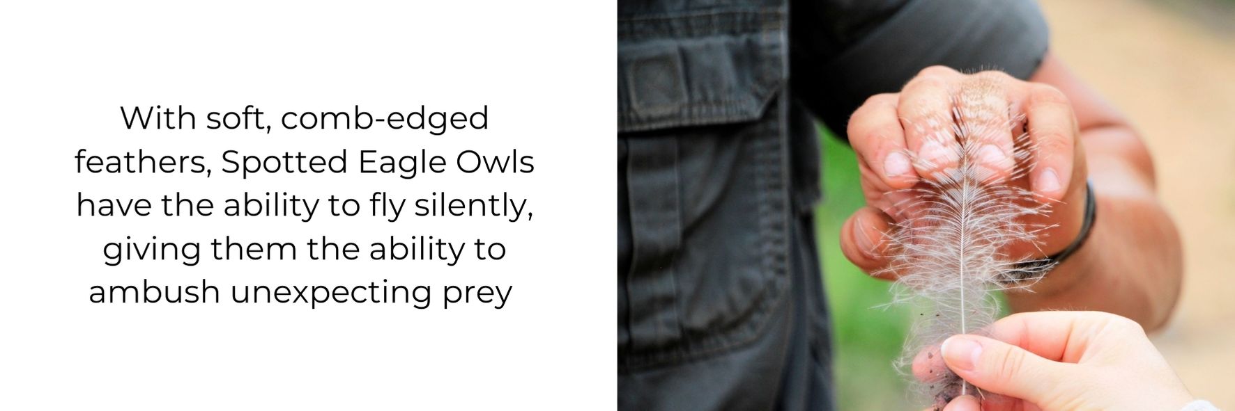 Fun fact about owls