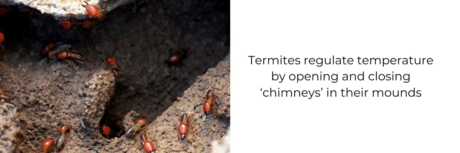 Fun fact about termites