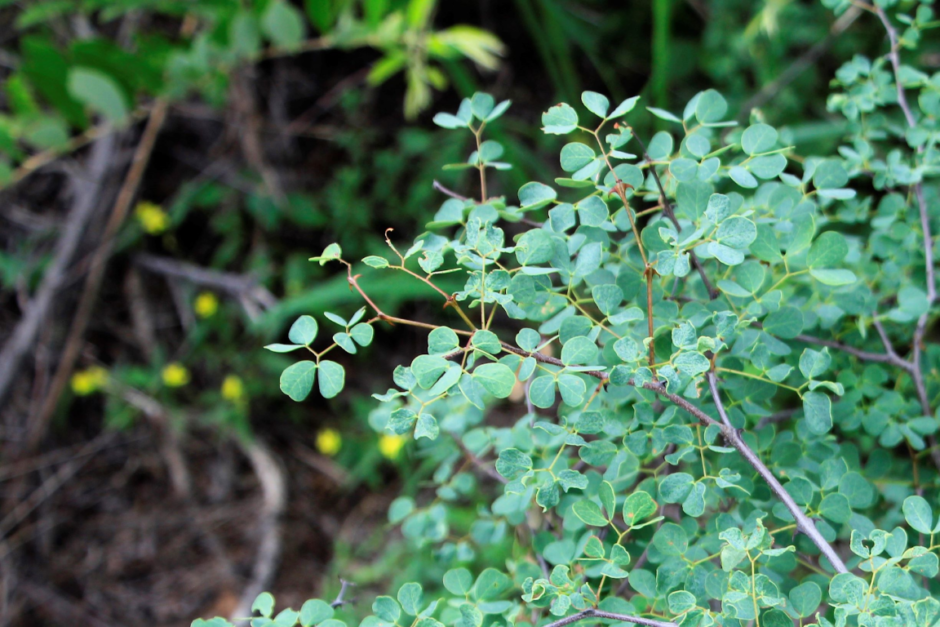 Aptly nicknamed the “Wag-'n-bietjie” boom (wait-a-bit tree)