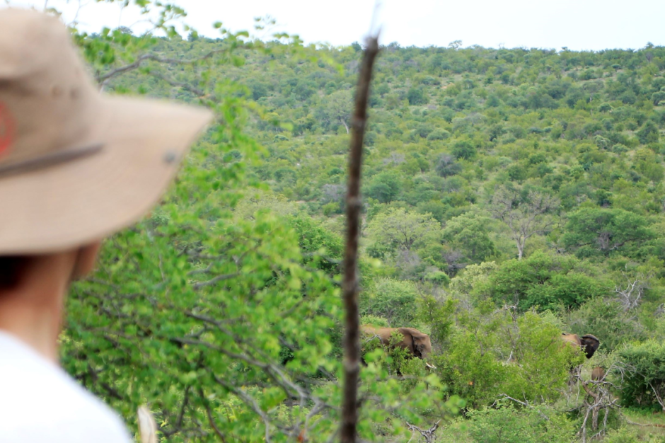 On walking safari: Some of the elephants surrounding us