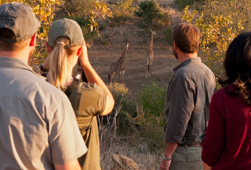 Group on a walking safari with experienced guides observe two giraffes