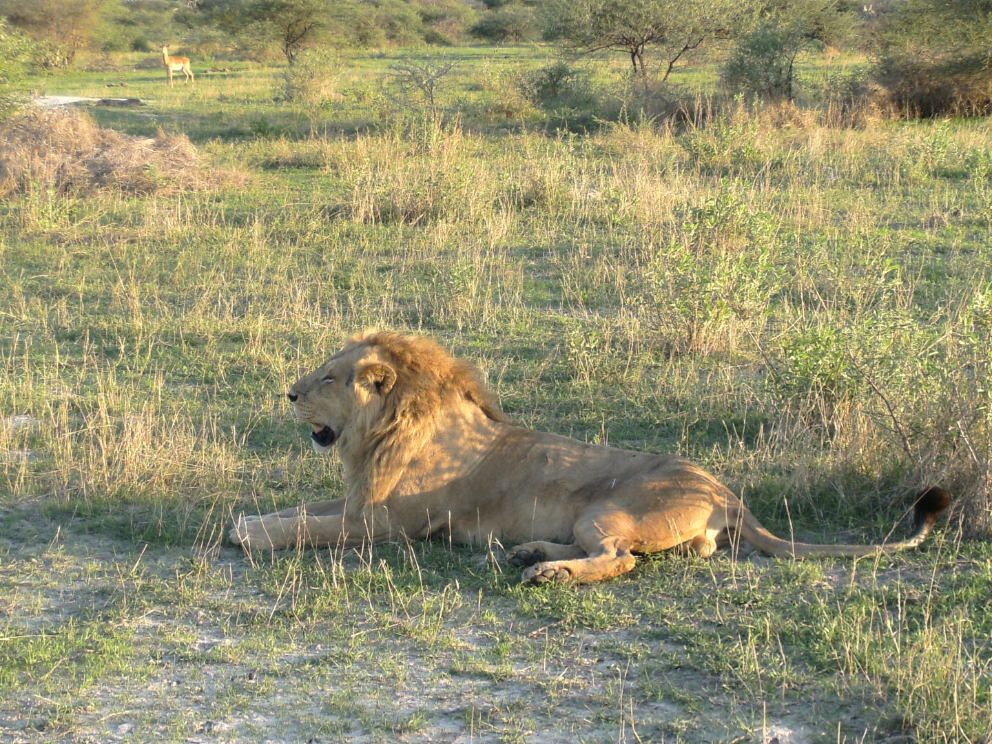 Le roi de la jungle dans la concession de Stanley’s Camp