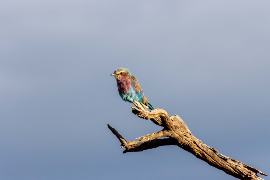 Colourful bird sighting on game drive with Tuningi Safari Lodge