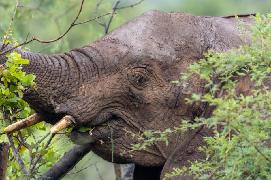 Elephant sighting in Madikwe Game Reserve