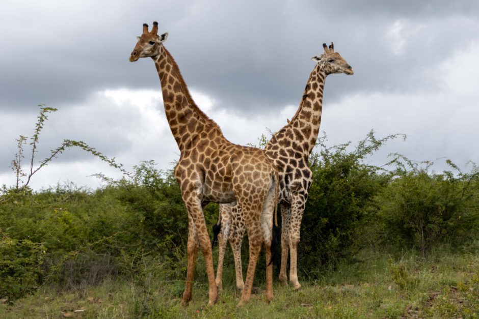 Giraffe sighting on game drive with Tuningi Safari Lodge in Madikwe