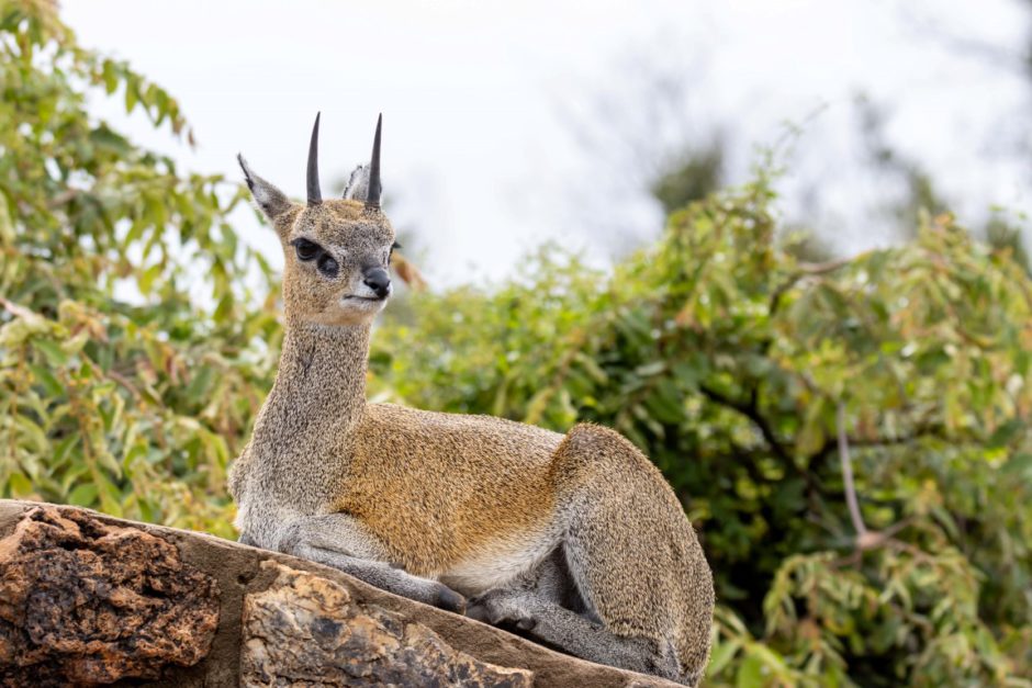 Klipspringer at Tuningi Safari Lodge