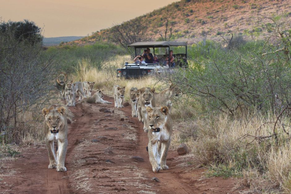 Ein Löwenrudel gesehen auf Safari in der Tuningi Safari Lodge im Madikwe Game Reserve