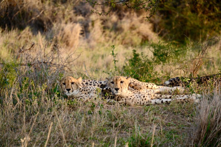 Telle mère, telle fille, deux guépards au KwaZulu-Natal