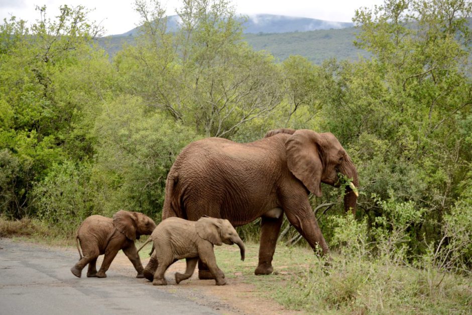 Rencontre à Hluhluwe-iMfolozi, KwaZulu-Natal