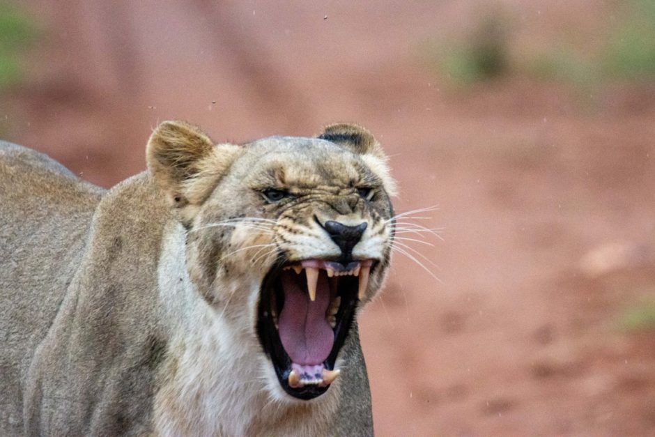 Lions in Madikwe Game Reserve