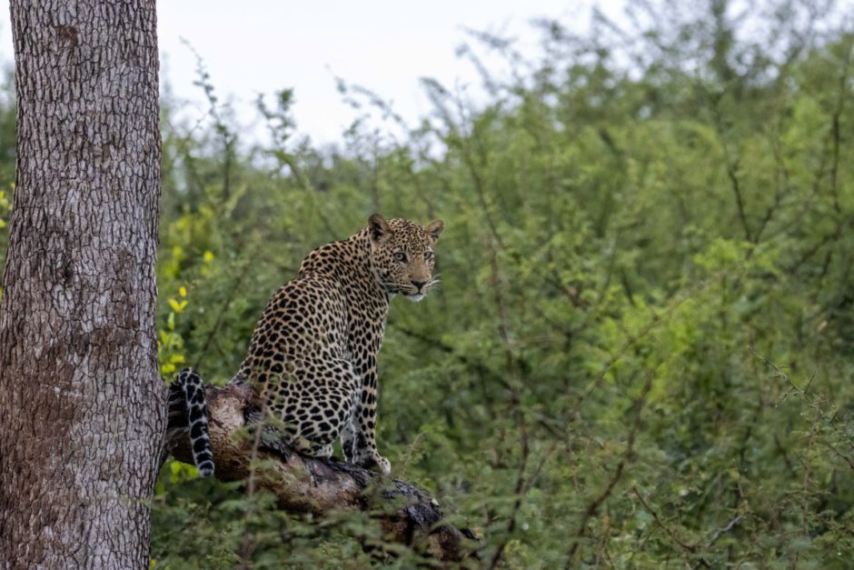 Leopard sits on a tree near Motswiri Private Safari Lodge