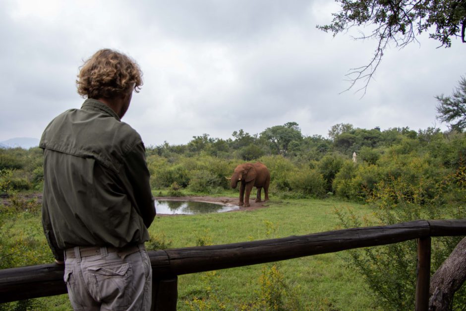 Elephant at waterhole in front of Motswiri Private Safari Lodge