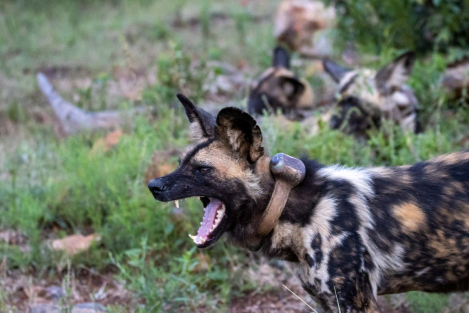 Afrikanische Wildhunde im Madikwe Game Reserve in Südafrika - Wildlife ACT fördert nachhaltigen Tierschutz in Afrika