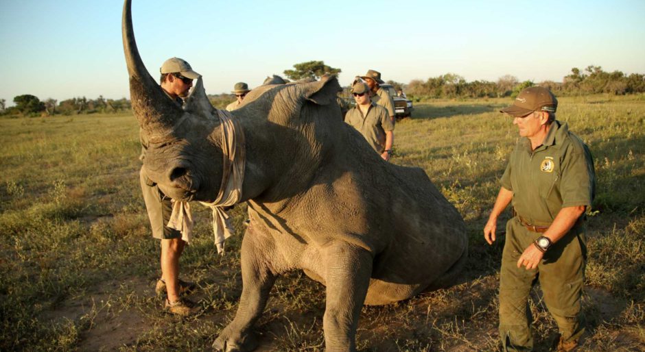 Écornage de rhinocéro au réserve privée de Phinda