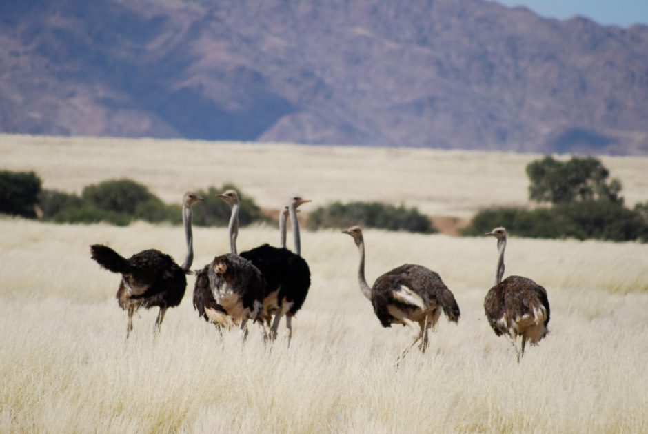 Avestruces en Namibia