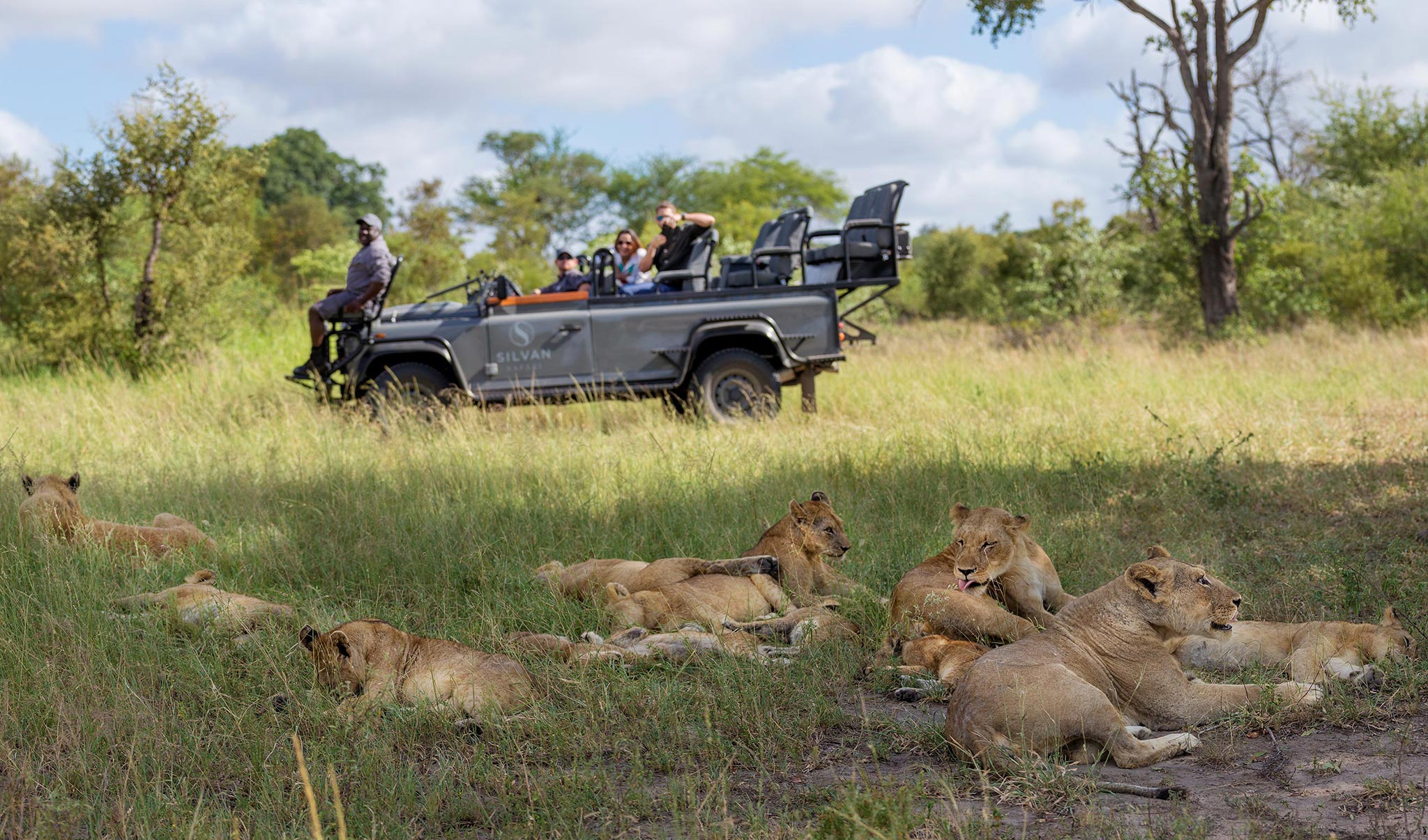 Lions on a game drive at Silvan