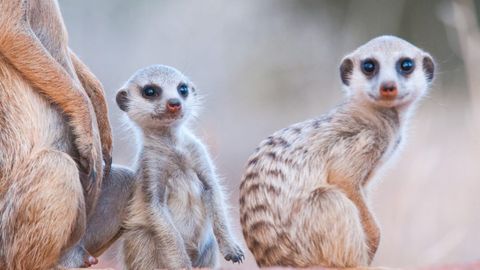 Erdmännchen bei Tswalu in der Kalahari