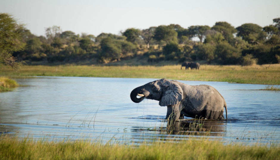 Elephant drinking in Botswana, one of the greatest countries in the world