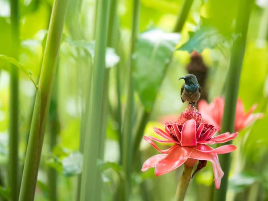 Vogelbeobachtung auf den Seychellen