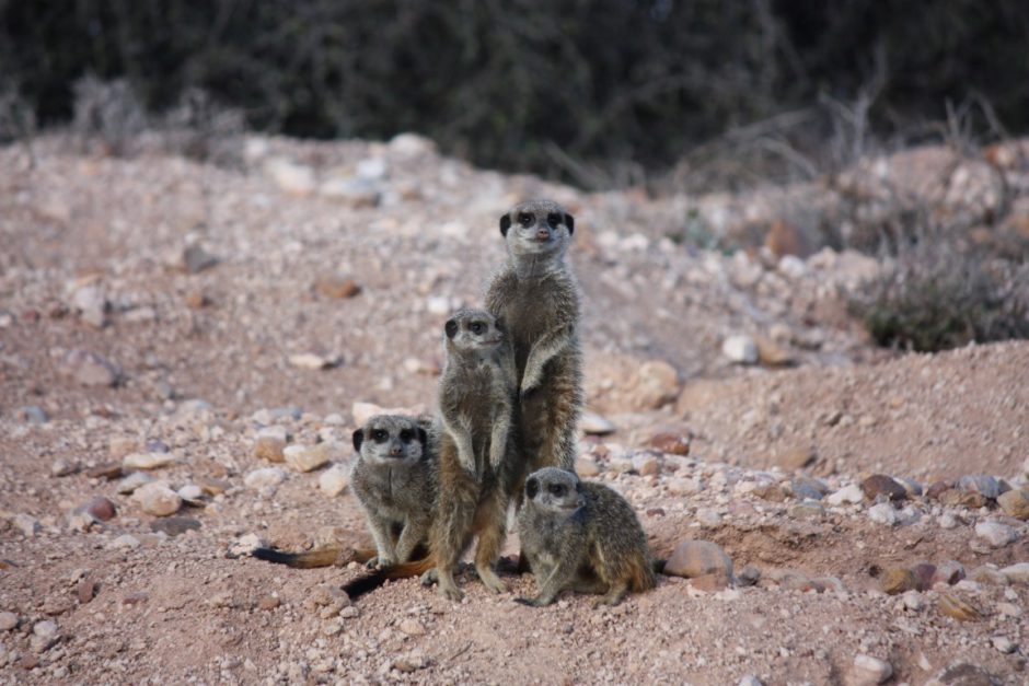 Erdmännchen beobachten in Südafrika: Die Tiere kommen neugierig aus ihrem Versteck