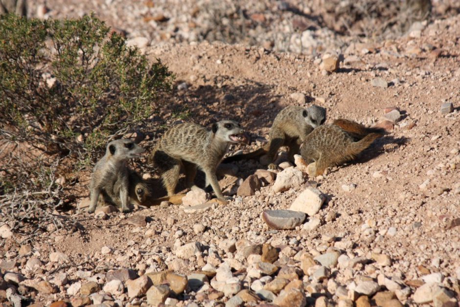 Erdmännchen im Reservat der Buffelsdrift Game Lodge in Südafrika