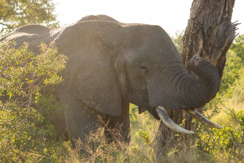 Ein Elefant mit einem kurzen Rüssel - auf einer Pirschfahrt der Dulini River Lodge