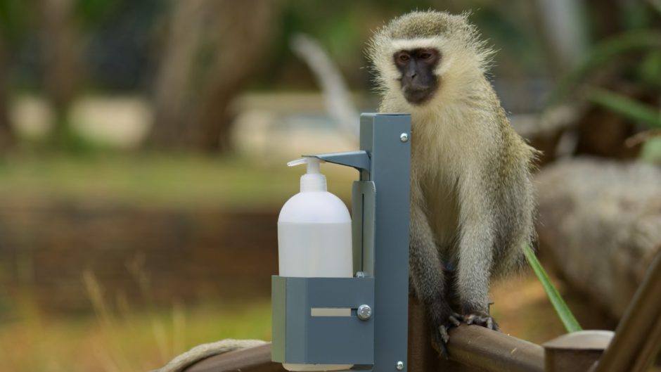 Safari en temps de Covid-19, Les distributeurs de gel hydroalcoolique font maintenant partie du paysage, 