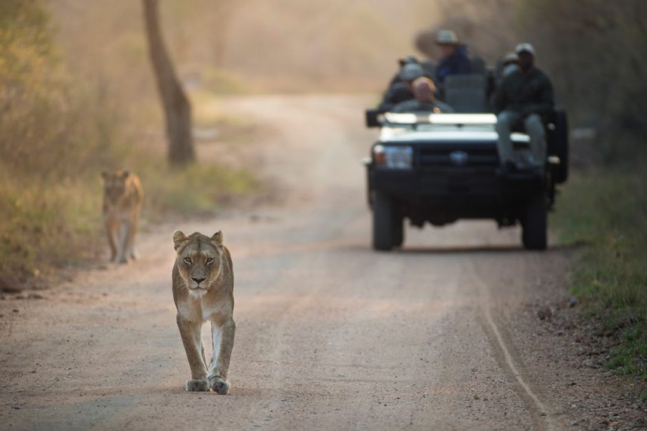 Eine Familiensafari im Kapama Southern Camp in Südafrika