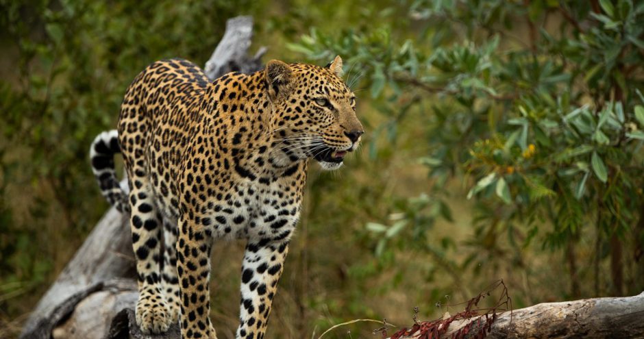 Sur la piste du léopard dans la réserve du Sabi Sand