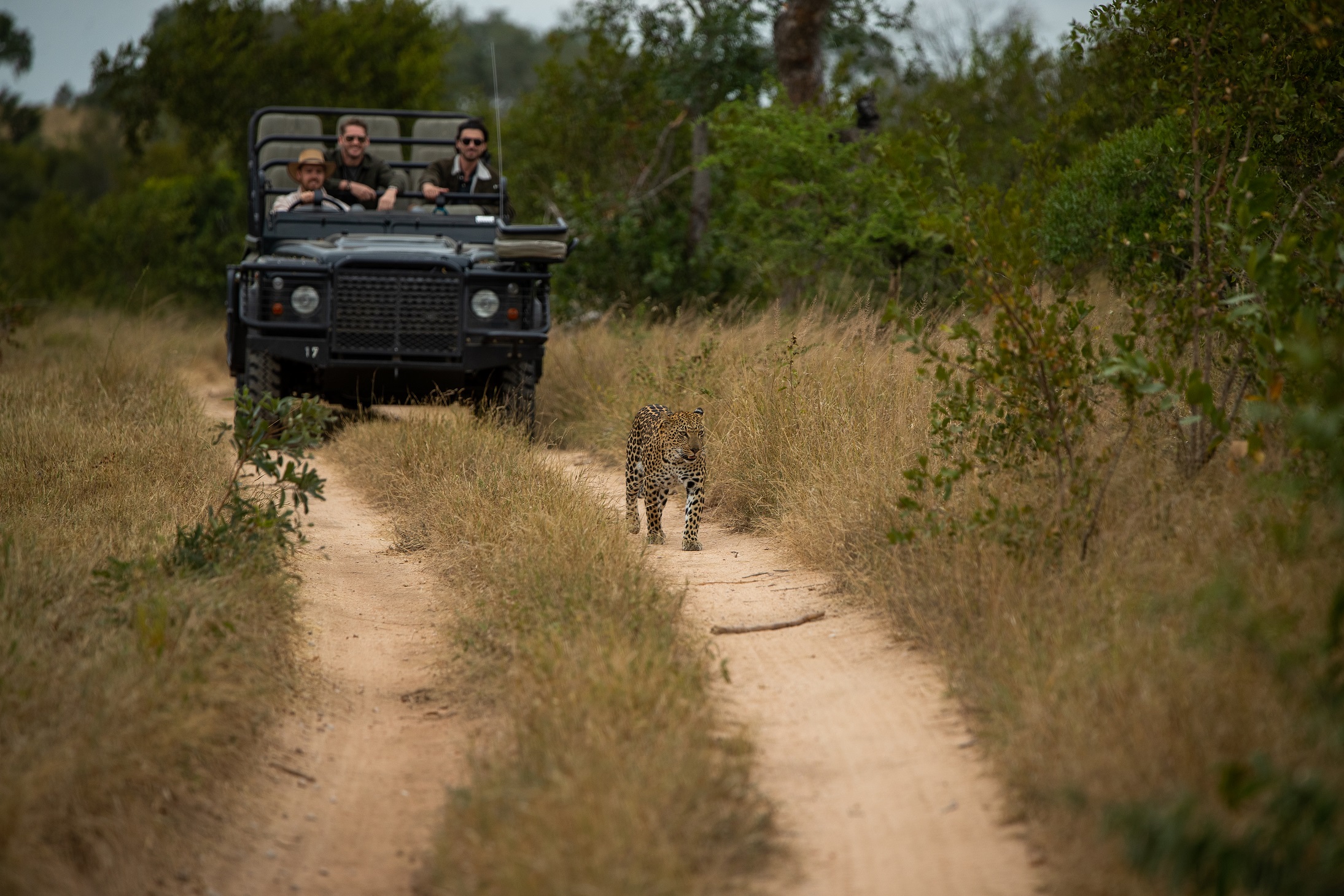 Leopard walking in front of a game vehicle on safari at Londolozi