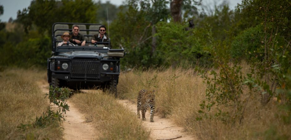 Un léopard sur la piste, Londolozi