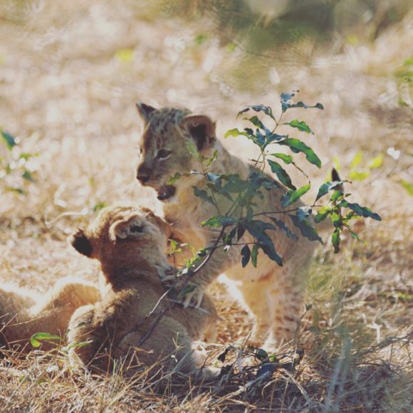 silvan-lion-cubs-partty