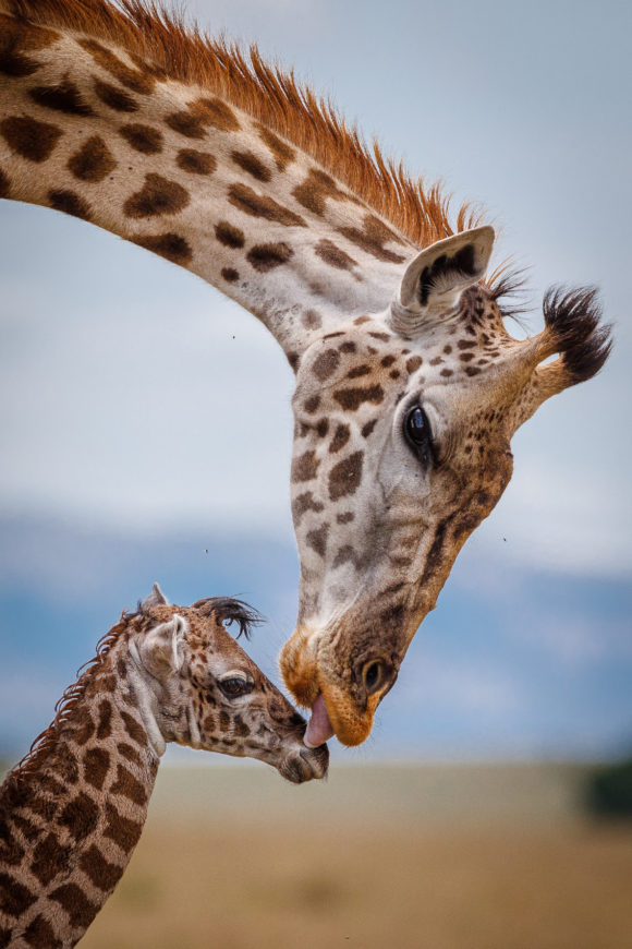 giraffe-kiss