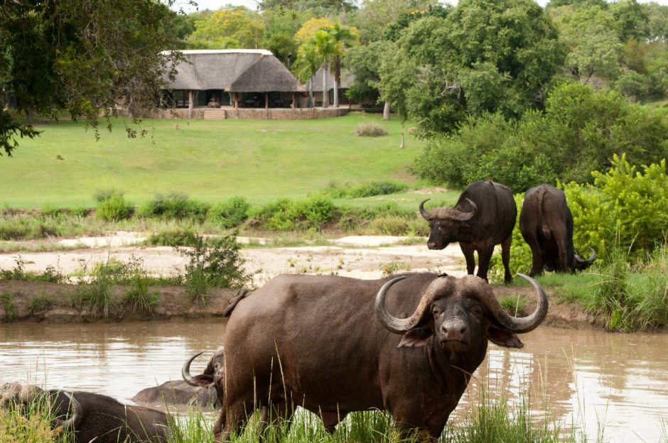 Les animaux ne sont jamais loin au Inyati Game Lodge