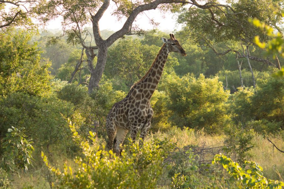 Giraffe im Greater Kruger National Park - fliegen Sie direkt von Frankfurt in den Krüger mit Eurowings Discover