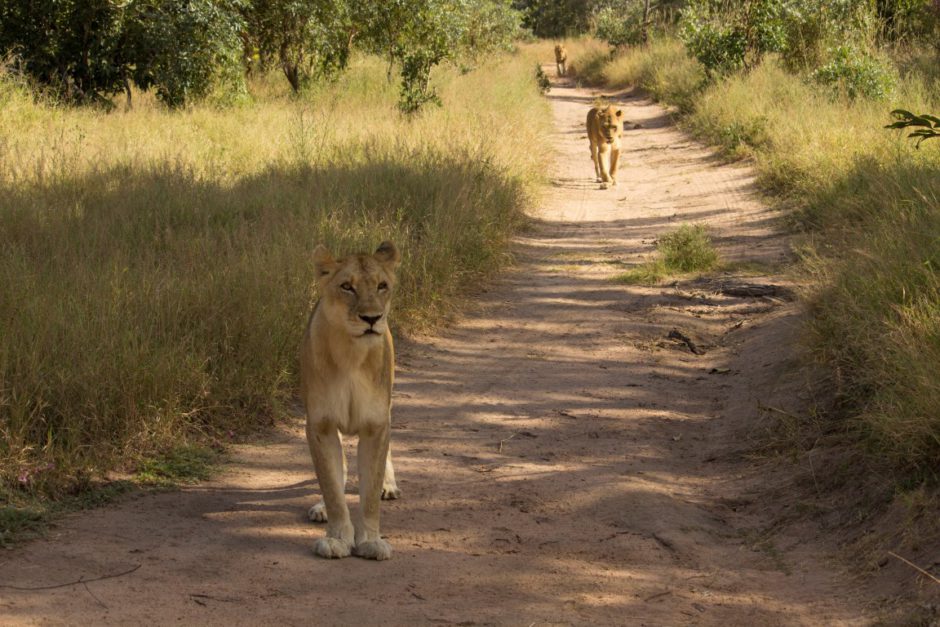 A small pride of lions in the South African bush