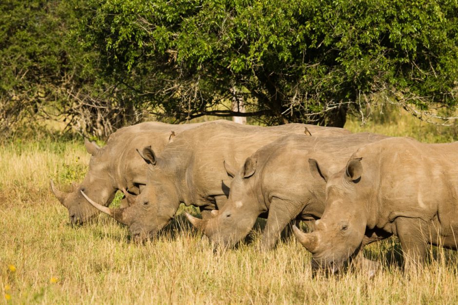 Licornes avec des courbes - des safaris en Afrique du Sud