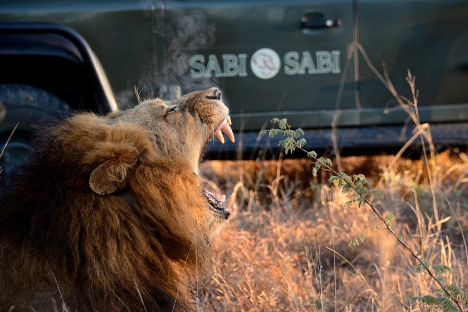 Löwe vor einem Safarifahrzeug der Sabi Sabi Earth Lodge