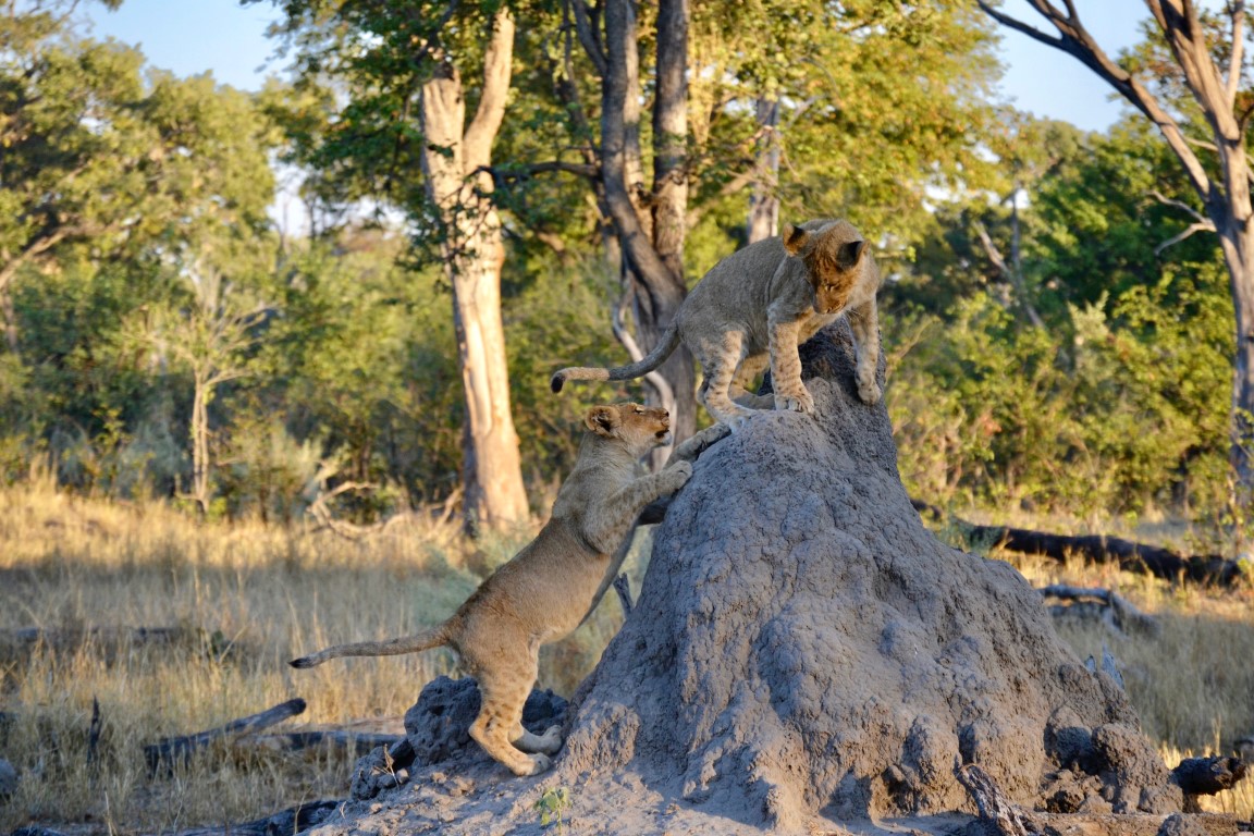 African Bush Camps: La vie animale abonde dans la réserve de Moremi