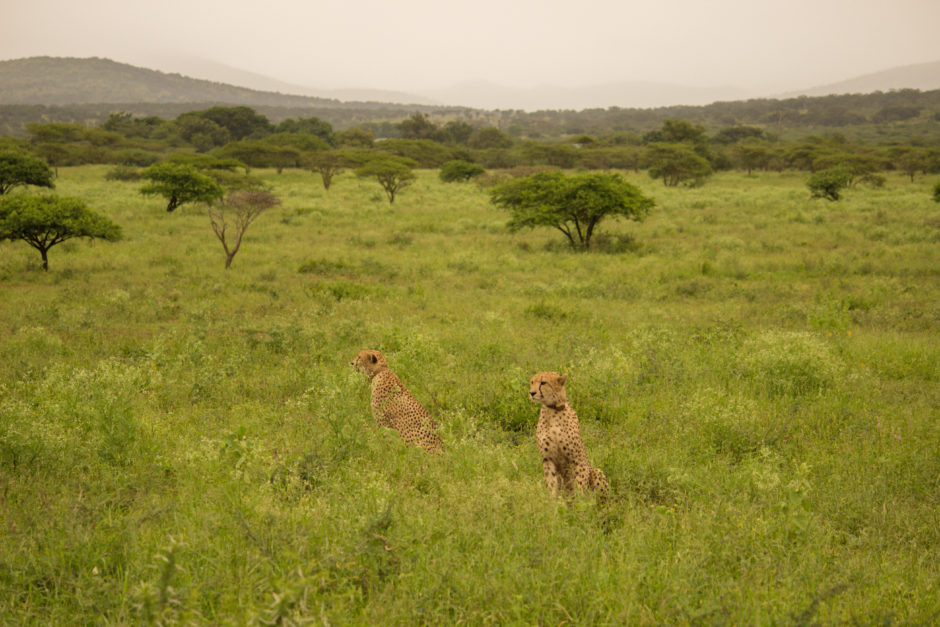 Geparden auf einer Safari als Gast der Thanda Safari Lodge