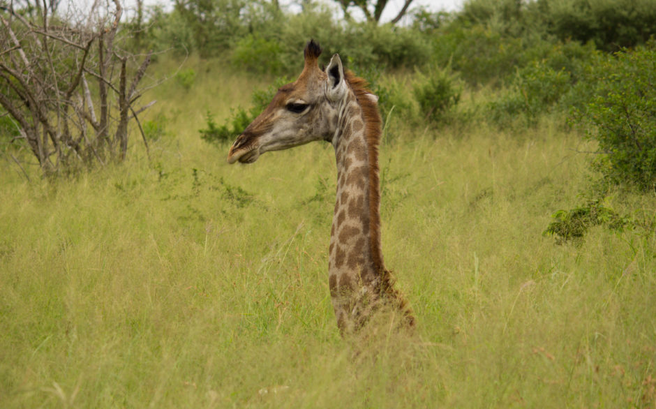 Sitting giraffe near the Thanda Safari Lodge