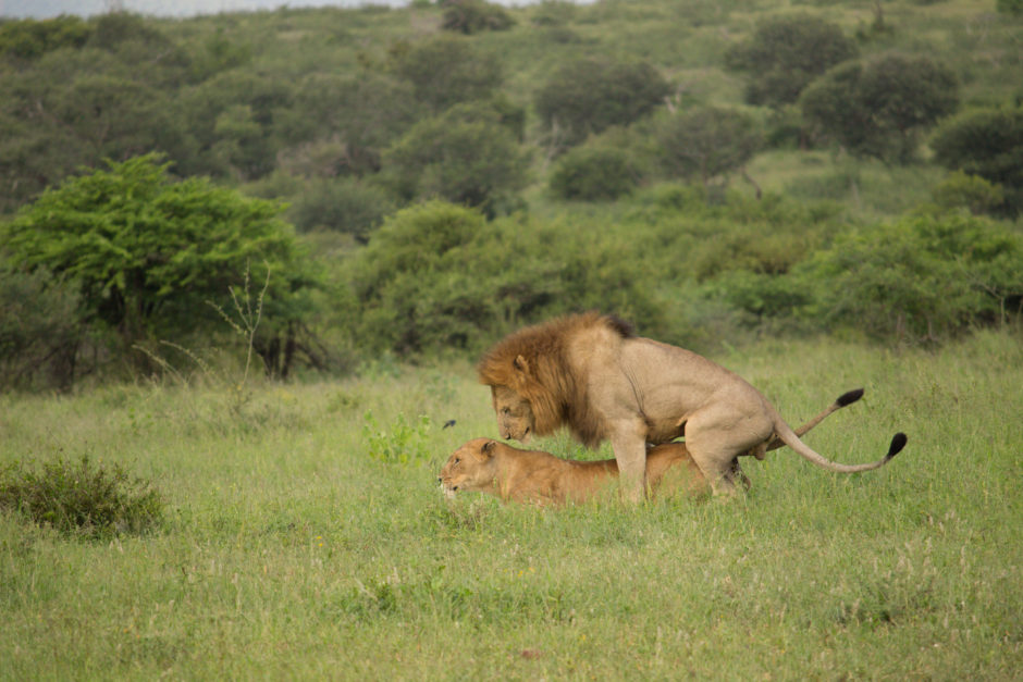 Löwen bei der Paarung im privaten Reservat Thanda Safari in KwaZulu-Natal