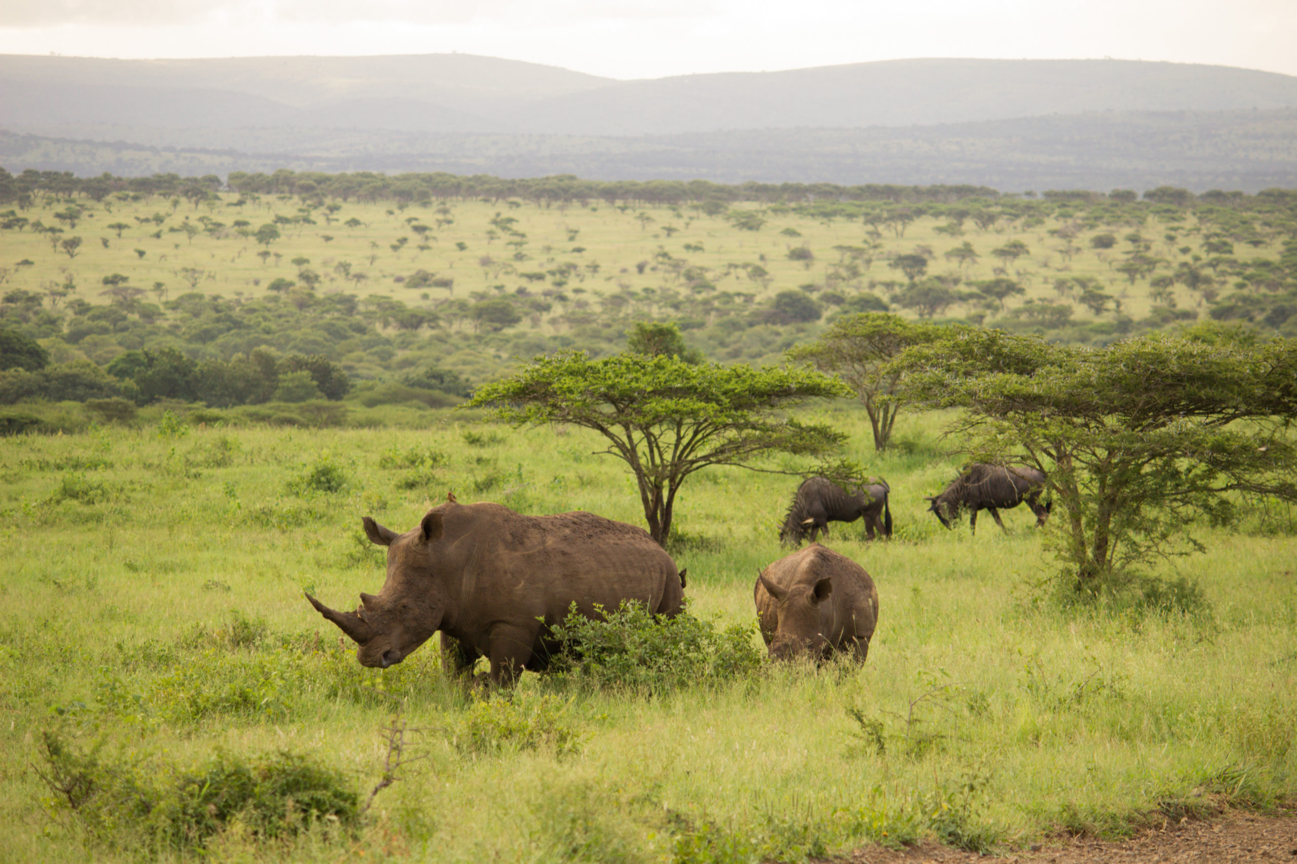 Rhino in the wild at Thanda