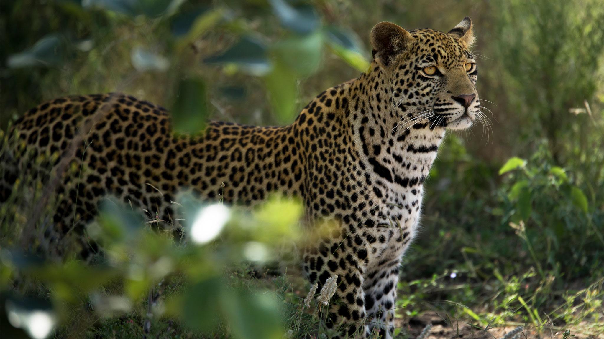 Leopard Thandi standing Sabi Sand