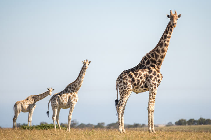 Safari-Lodges entlang der Garden Route: Giraffen im Botlierskop Game Reserve